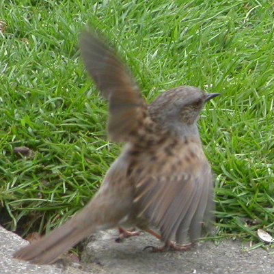 Dunnock - please miss