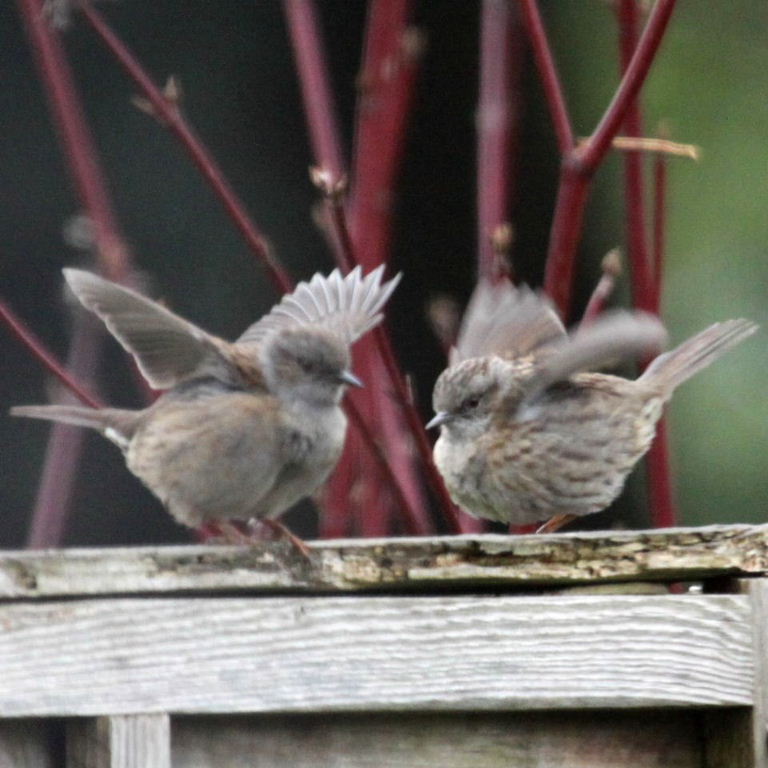 Hedge Sparrow dancing