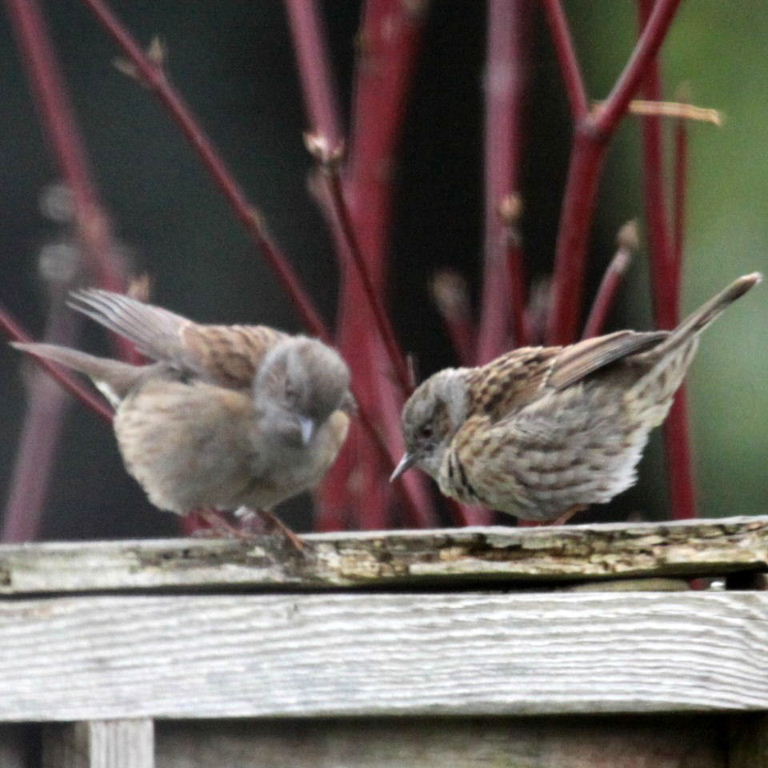 Dunnock dancing