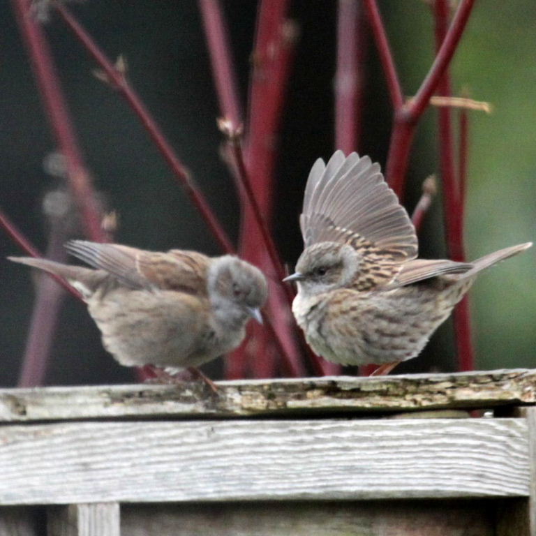 Dunnock dancing