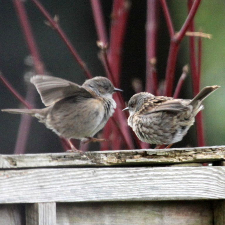 Dunnock dancing