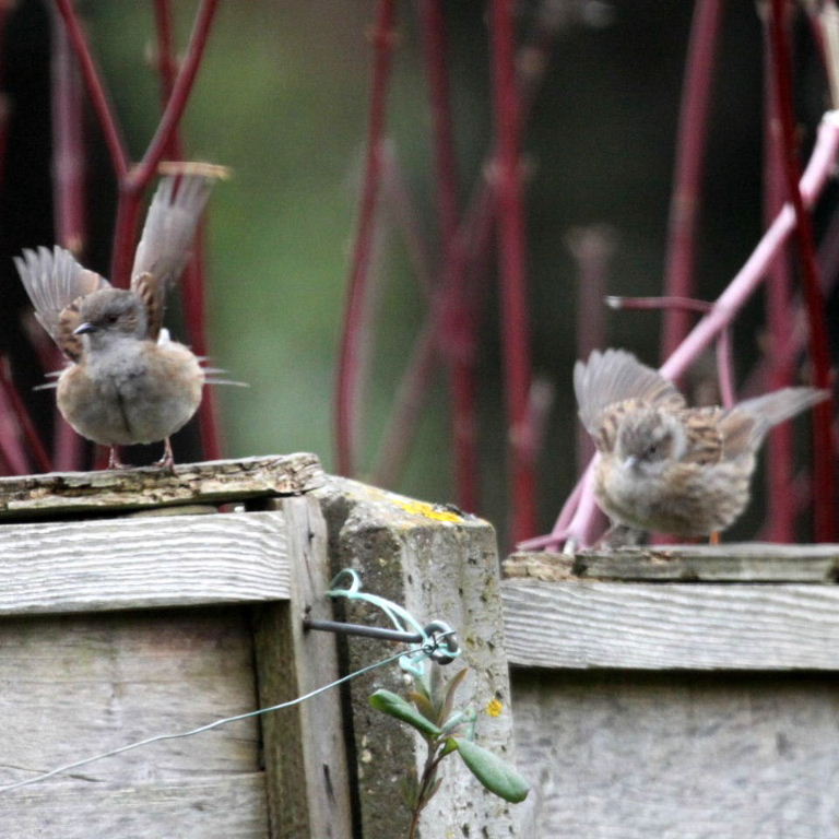 Dunnock dancing