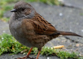 dunnock page