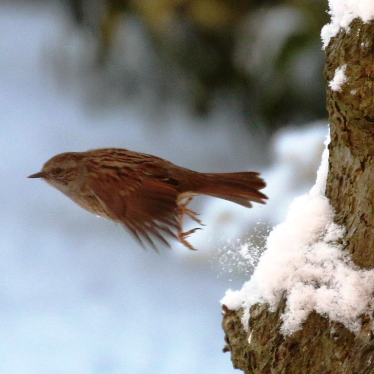 Dunnock in snow