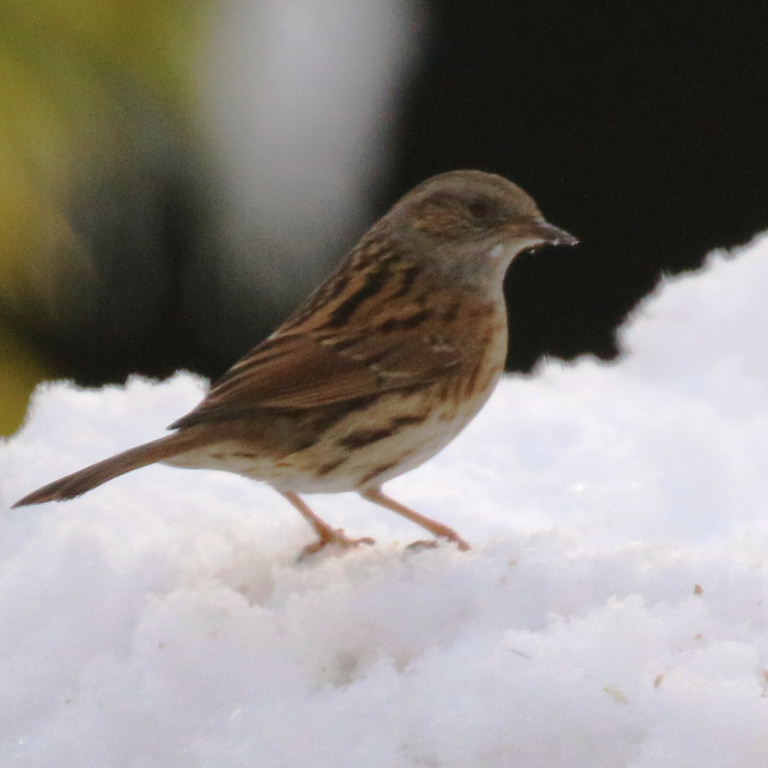 Dunnock in snow