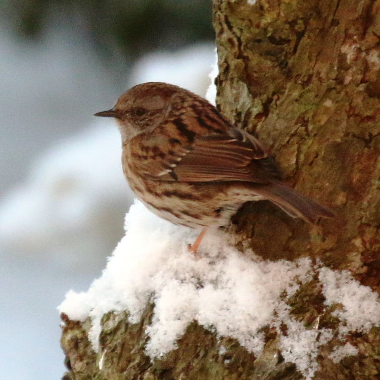 Dunnock in snow