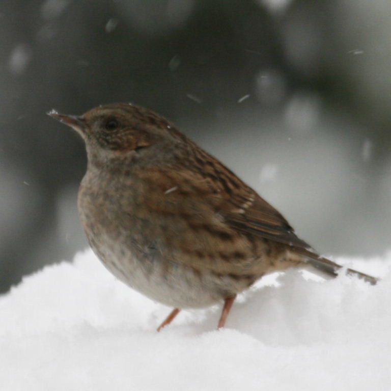 Dunnock in snow
