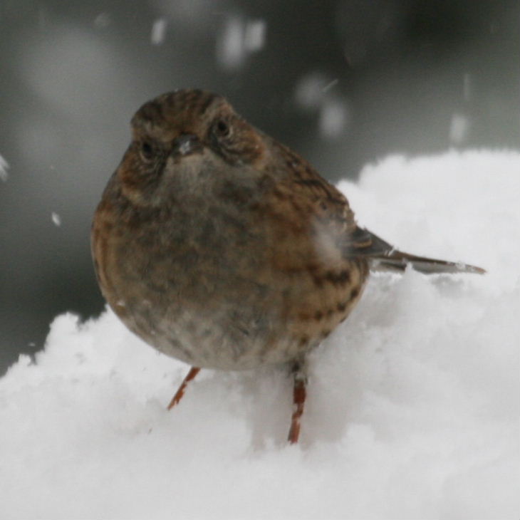 Dunnock in snow