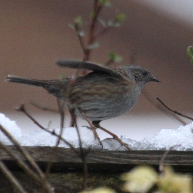 Dunnock on tiptoe in snow