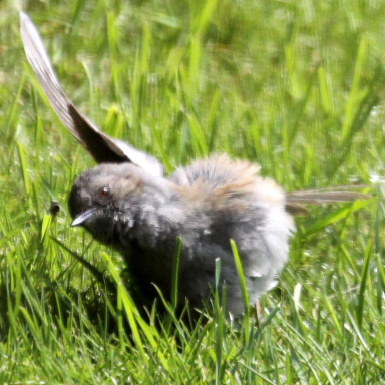 Dunnock sunbathing