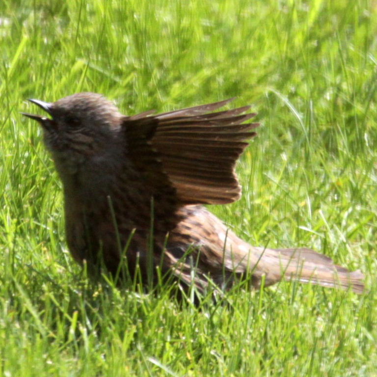 Hedge Sparrow sunbathing