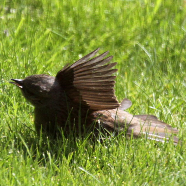 Dunnock sunbathing