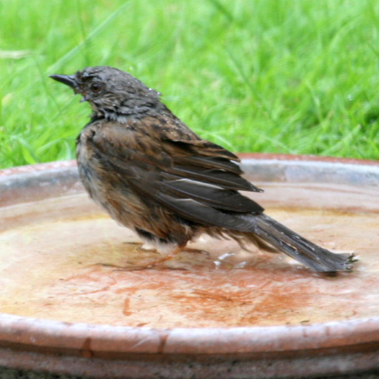 Dunnock in bath
