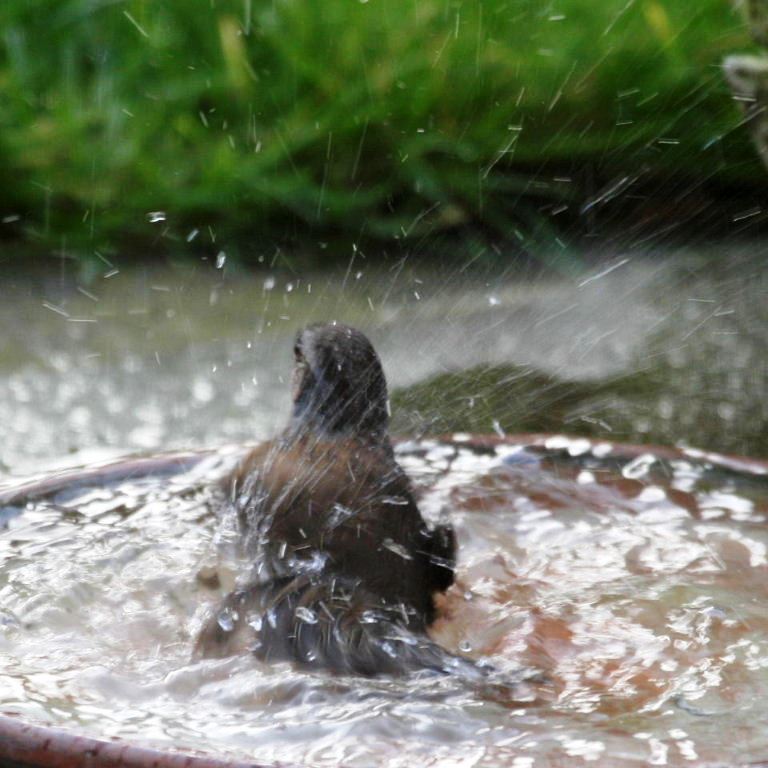 Dunnock bathing