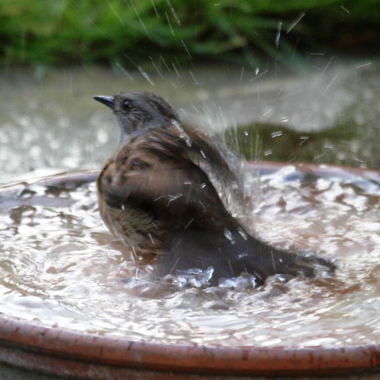 Hedge Sparrow bathing