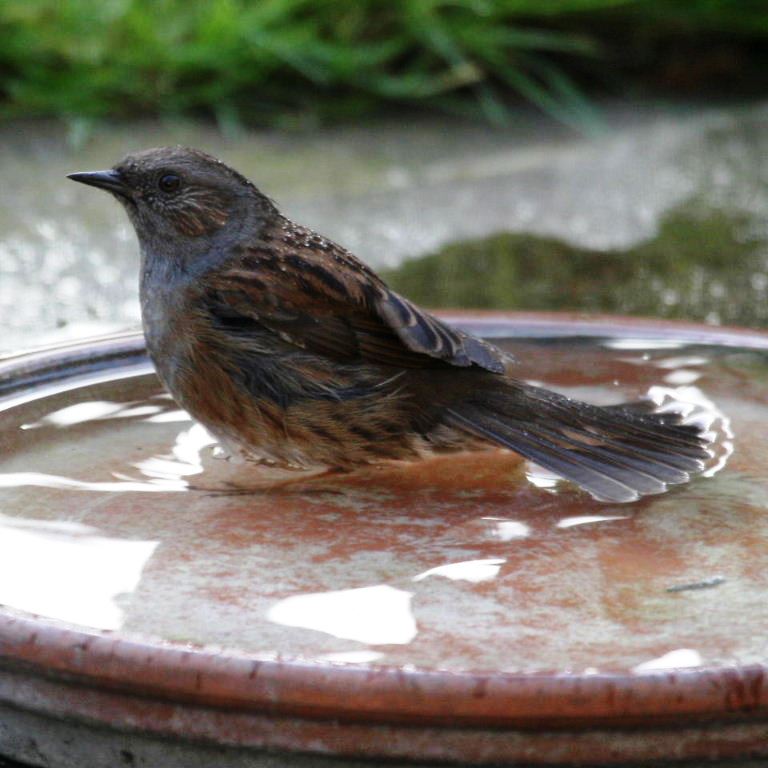 Dunnock bathing