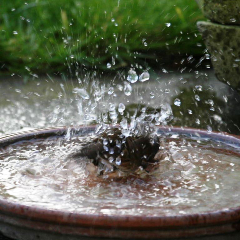 Dunnock bathing