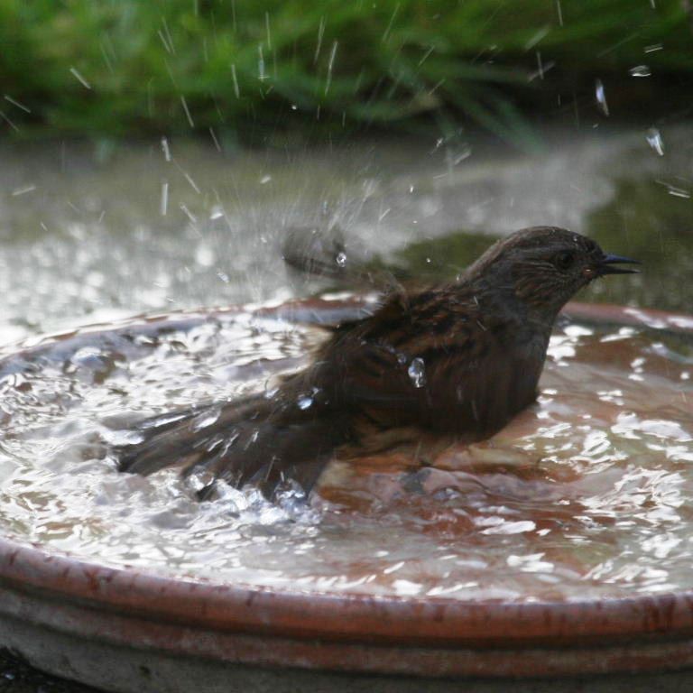 Hedge Sparrow bathing