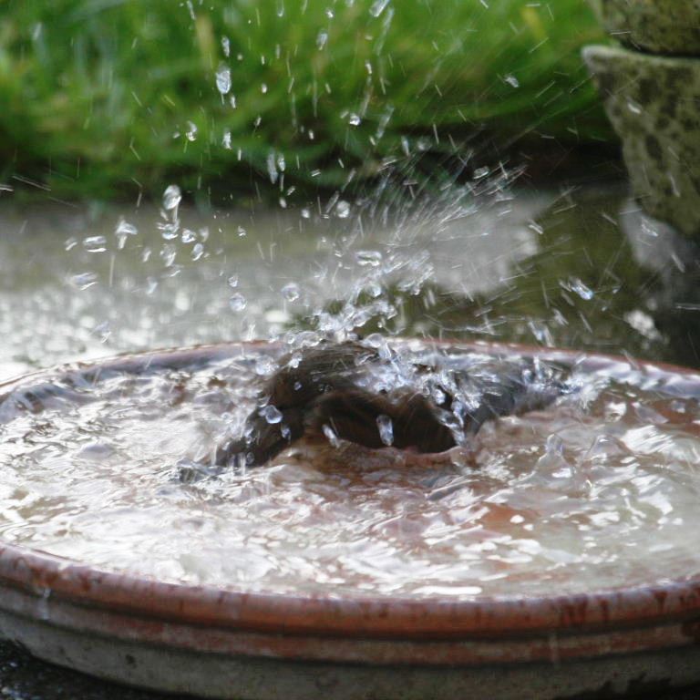 Dunnock bathing