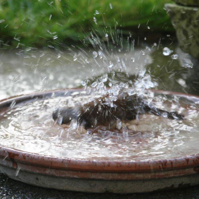 Dunnock bathing