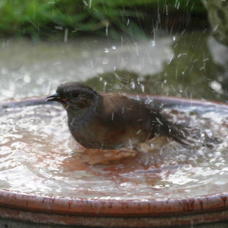Hedge Sparrow bathing