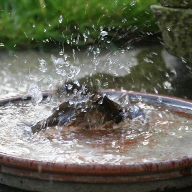Dunnock bathing