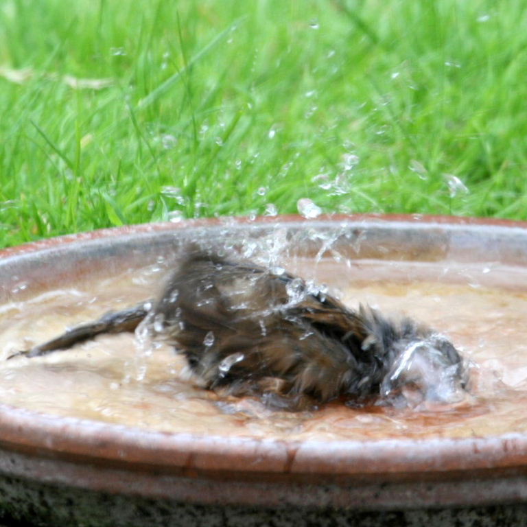Hedge Sparrow bathing