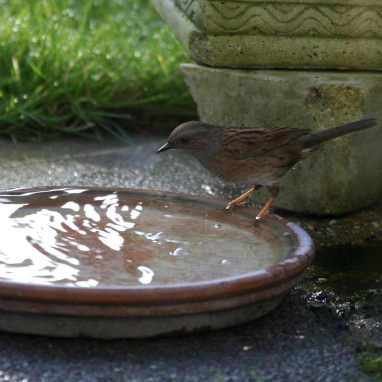 Dunnock bathing