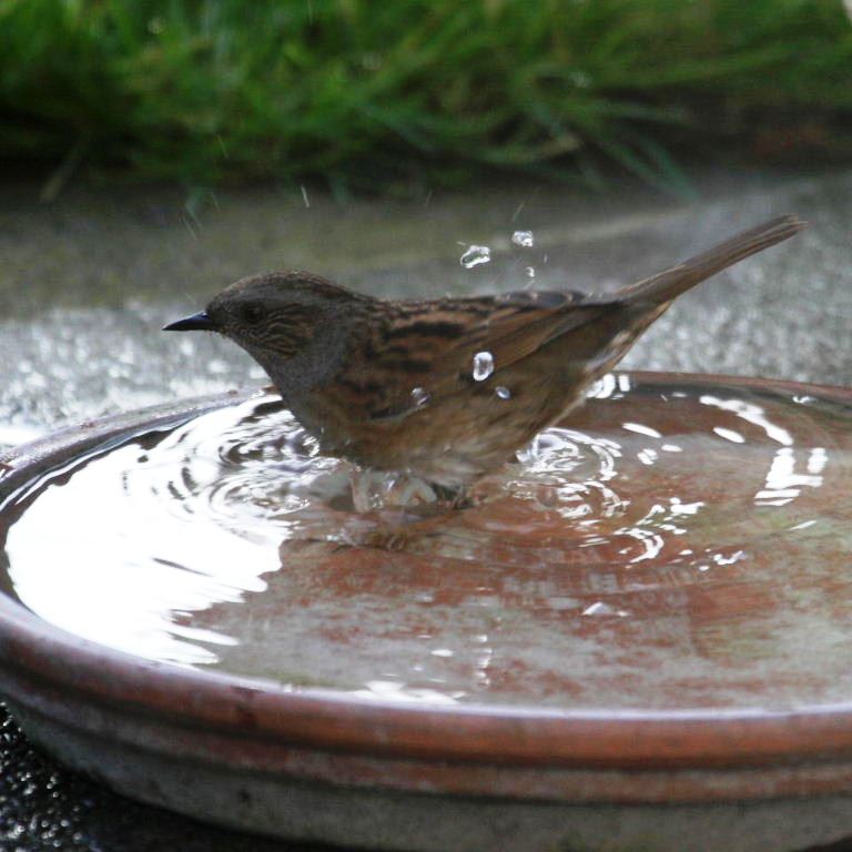Dunnock bathing