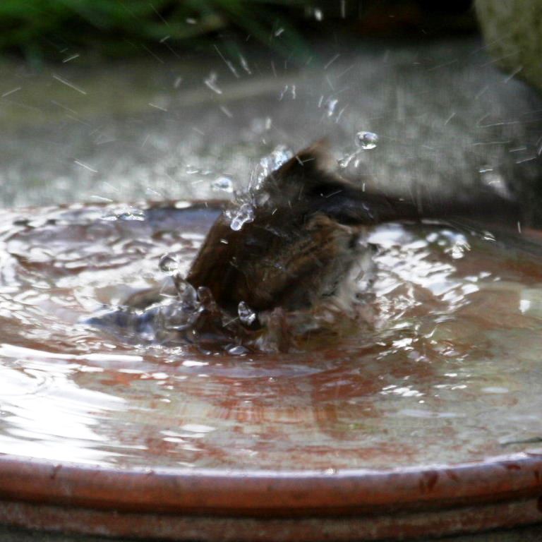 Dunnock in bath
