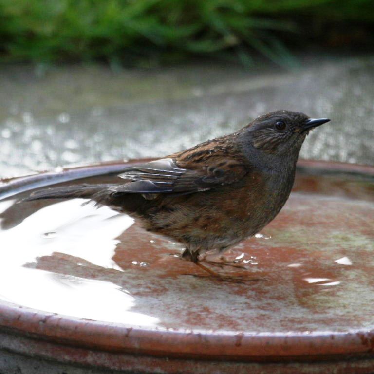 Dunnock in birdbath