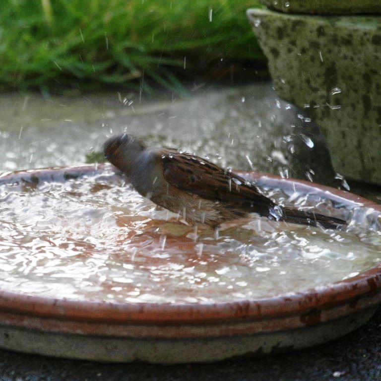 Dunnock bathing