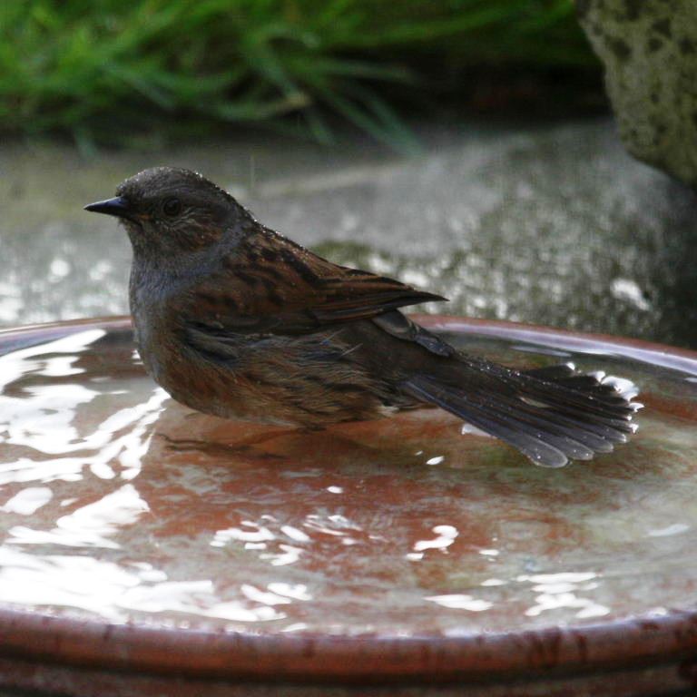 Dunnock in bath