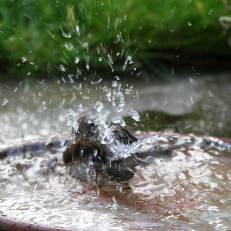 Dunnock bathing