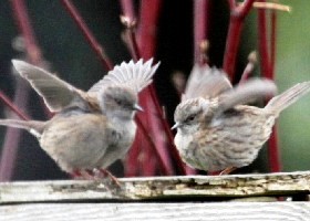 Dunnocks dancing