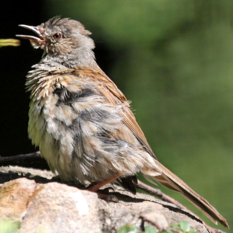 Sulphur-bellied Dunnock