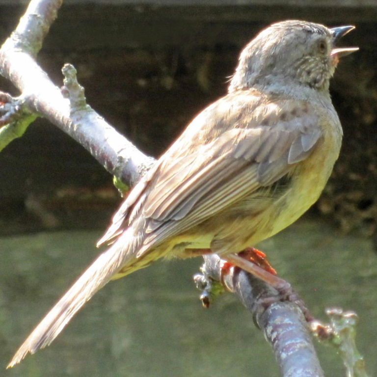 Sulphur-bellied Dunnock