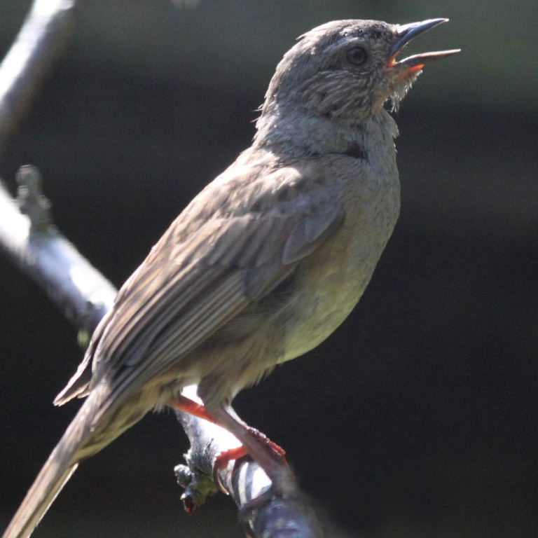 Sulphur-bellied Dunnock