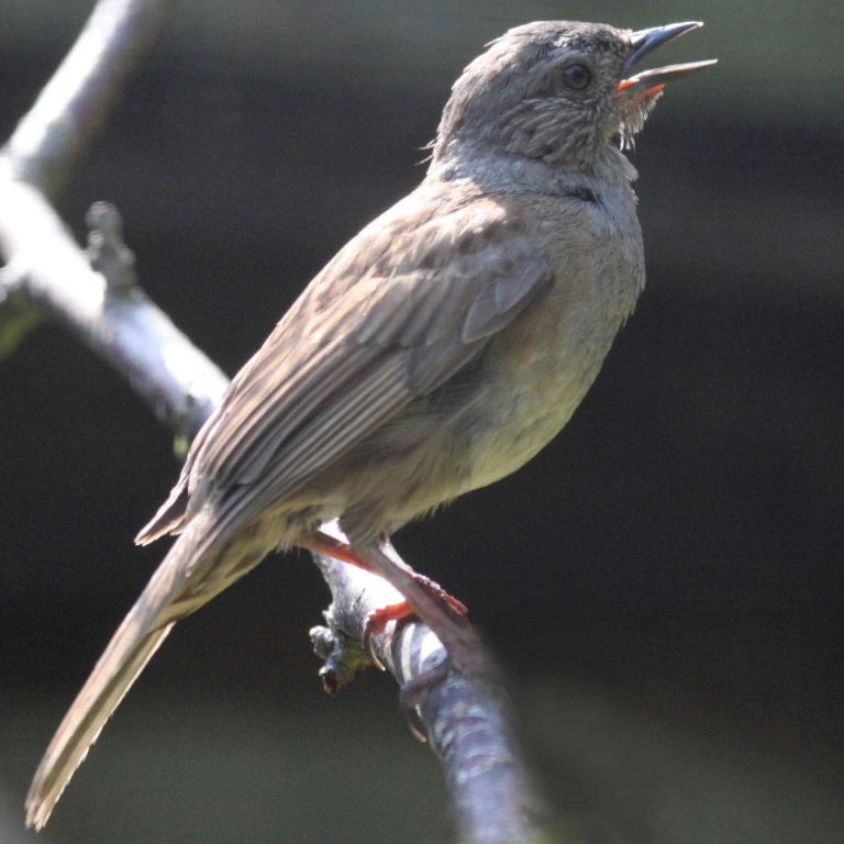 Sulphur-bellied Dunnock