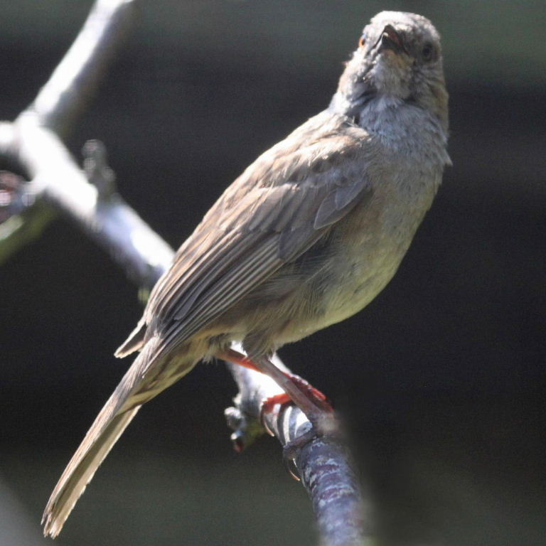 Sulphur-bellied Dunnock