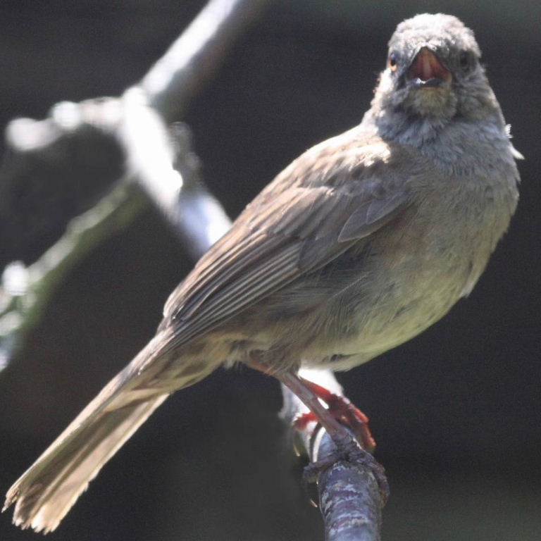 Sulphur-bellied Dunnock