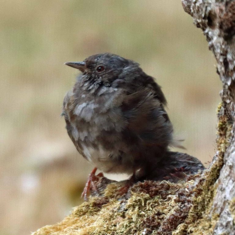 juvenile Dunnock