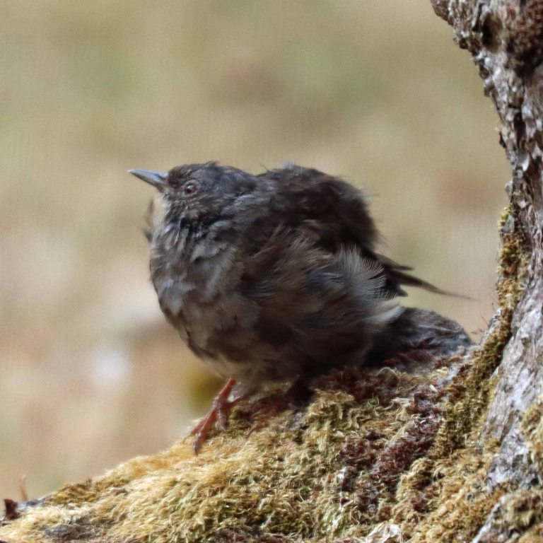 juvenile Dunnock