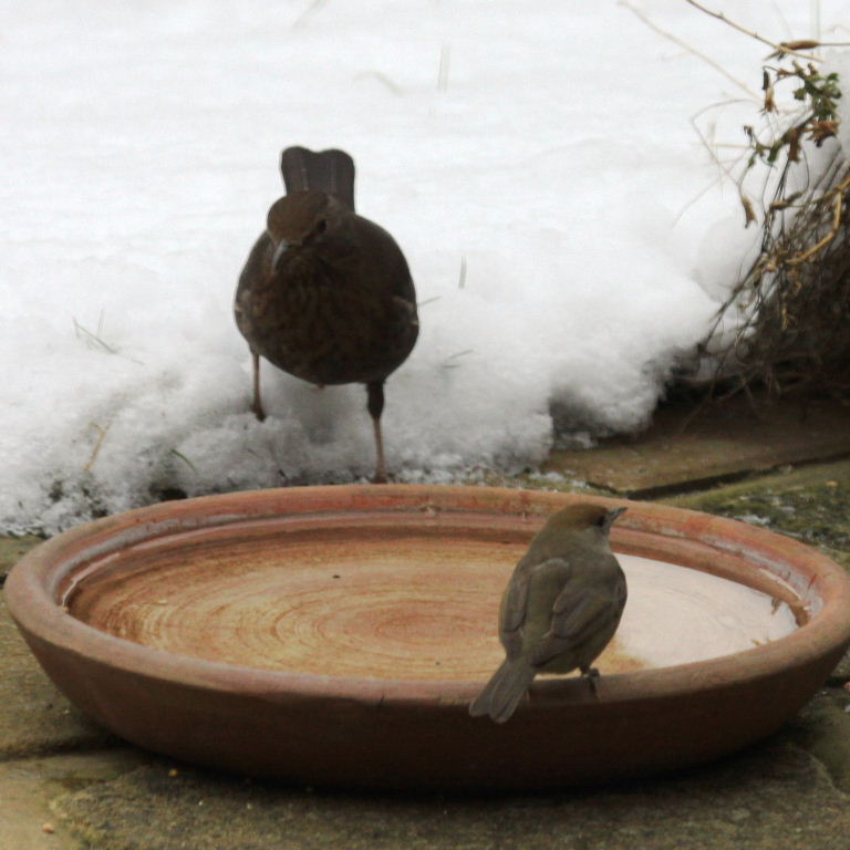 Blackcap and Blackbird