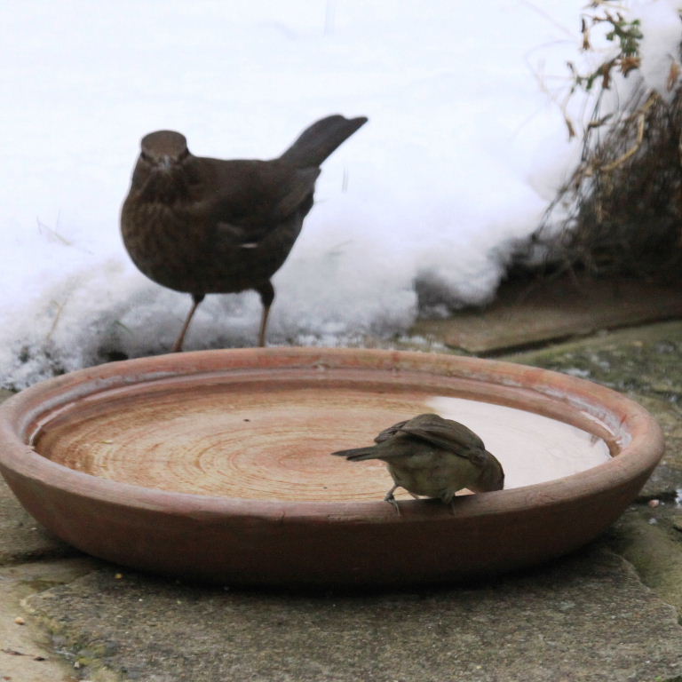 Blackcap and Blackbird