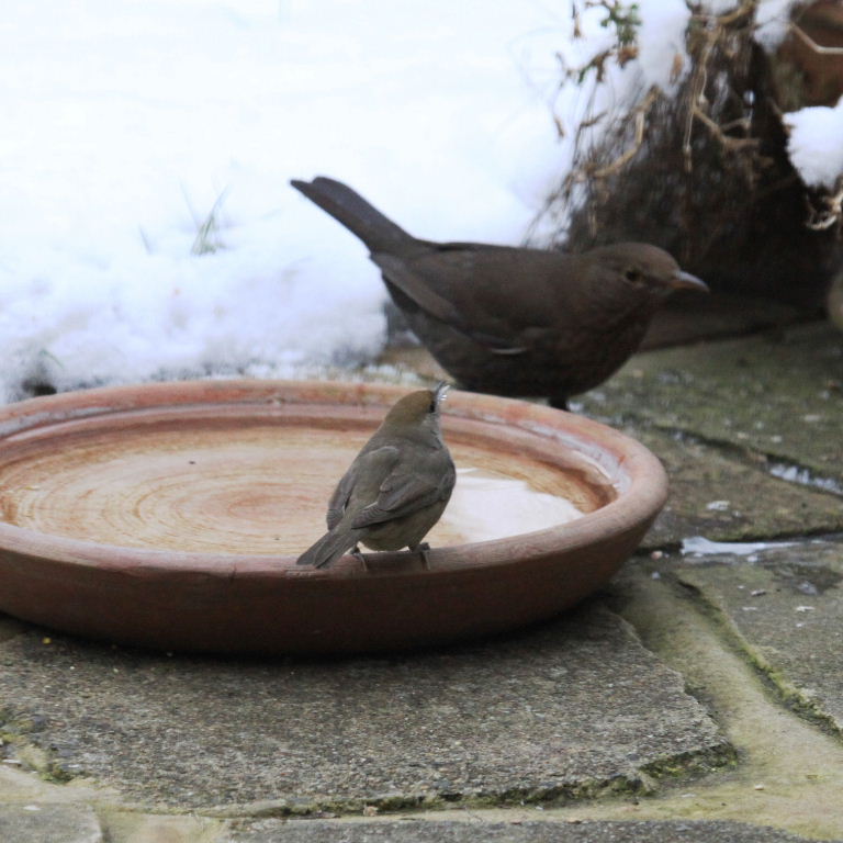 Blackcap and Blackbird