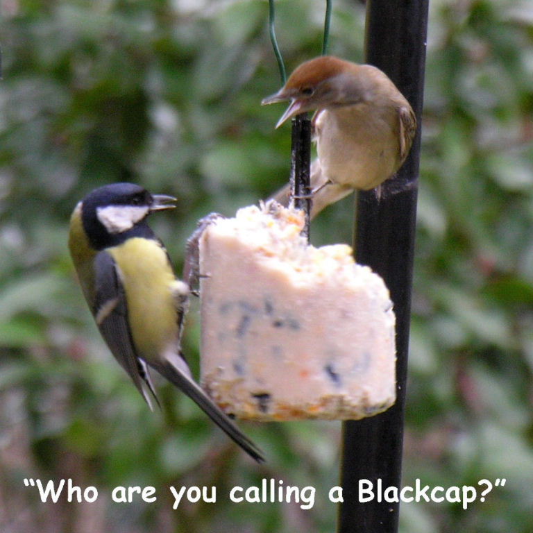 Great tit and Blackcap