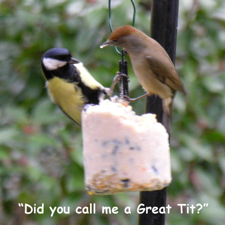 Great tit and Blackcap