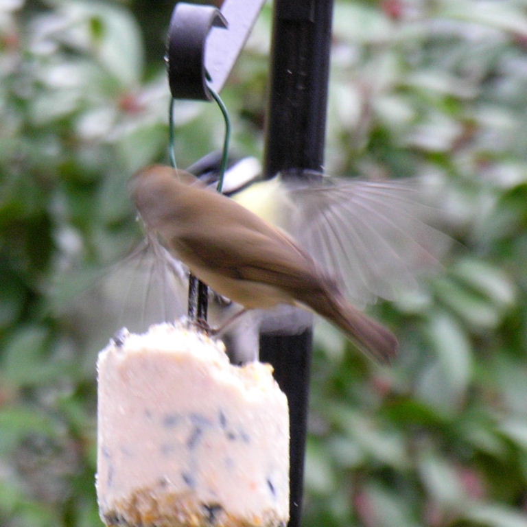 Great tit and Blackcap