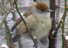 Blackcap